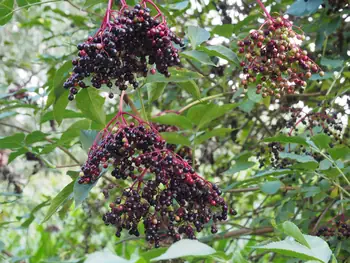 Vlierbessen (Sambucus nigra) in Roborst (België)